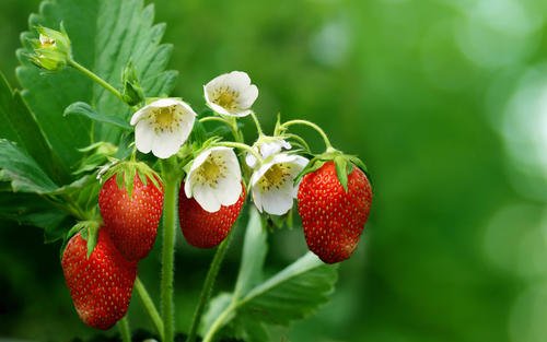 关于摘草莓的作文400字